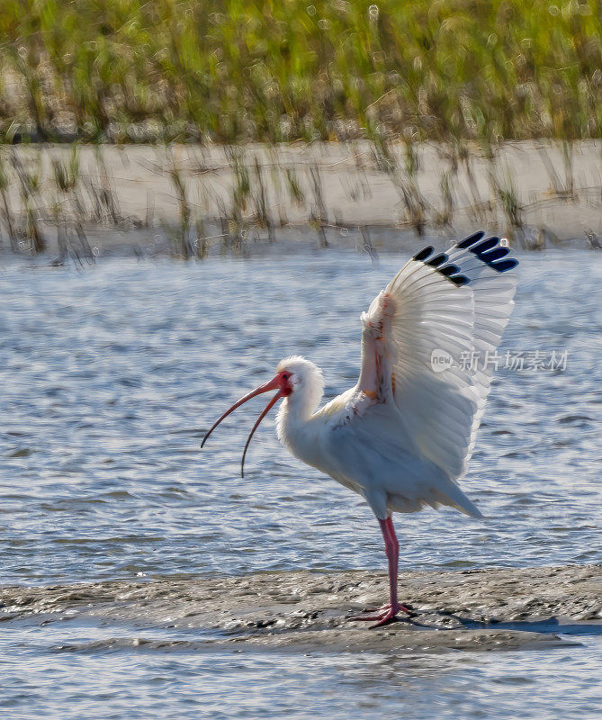 美洲白鹮(Eudocimus albus)是朱鹮科(Threskiornithidae)中的一种鸟类。圣伊格纳西奥泻湖，下加利福尼亚南部，墨西哥。